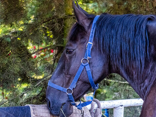 A large beautiful dark horse with thick black hair stands next to a fence