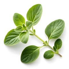 Obraz premium Marjoram Leaves Fresh Aromatic Herb Isolated White Background