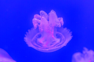 A huge jellyfish with tentacles swims in clear blue water