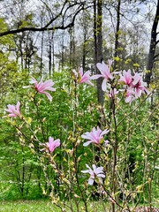 Magnolia flowers are blooming with delicate pink petals against a backdrop of tall, leafing trees....
