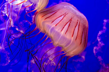 A huge jellyfish with tentacles swims in the blue water of an oceanarium next to other jellyfish...