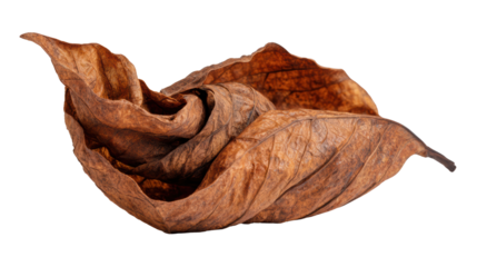 Dried brown leaf on white isolated background, showcasing intricate textures and natural beauty.
