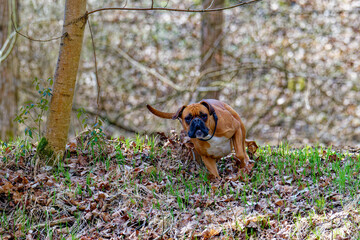 Deutscher Boxer Hunde im Wald	