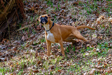 Deutscher Boxer Hunde im Wald	