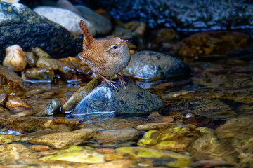 Singendes Zaunkönig Männchen ( Troglodytes troglodytes )	
