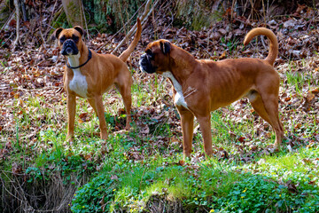 Deutscher Boxer Hunde im Wald	