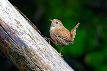 Singendes Zaunkönig Männchen ( Troglodytes troglodytes )	
