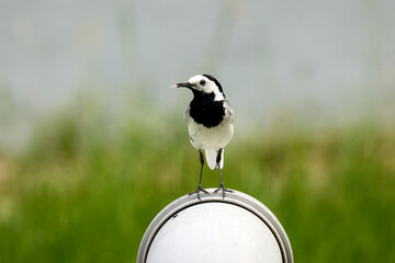 Pied wagtail perched on top of a light-colored, rounded water pipe