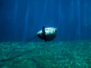 A spotted large seal swims belly up in clear transparent water in an oceanarium against a blue...