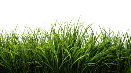Lush green grass, vibrant and fresh, ideal for landscaping and gardening designs.