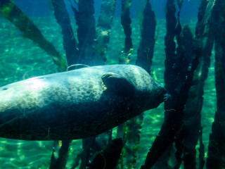 A large seal floats belly up in an oceanarium on the bottom among large algae