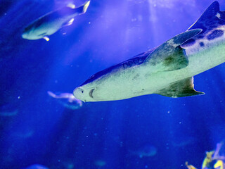 Large predatory fish swims in clear water