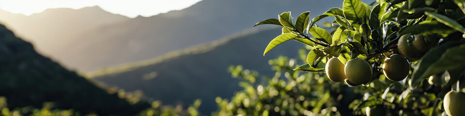 Fototapeta premium Unripe Citrus Fruits on Branch with Mountain Background
