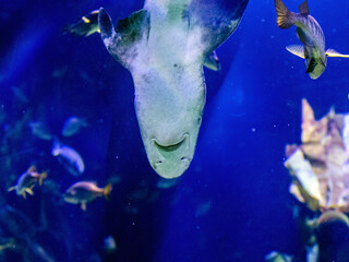 Large predatory spotted fish with white belly swims against background of other fish and blue...