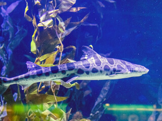 Large predatory spotted fish swims against large algae and blue background