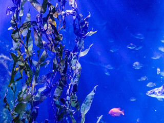 Beautiful large algae against the background of a variety of swimming fish
