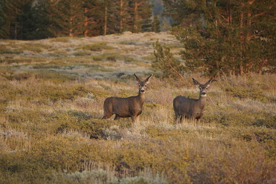 Deer grazing in a peaceful meadow at dawn in the Rocky Mountain National Park