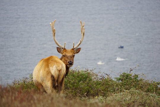 Elk stands gracefully on hillside overlooking calm waters at sunset near the coast