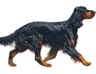 Gordon Setter Walking in Mid-Step with Flowing Ear Feathers, Side-Angle View, Isolated on Transparent Background