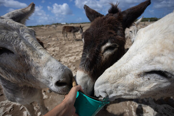 Feeding donkeys with treats from a bucket.