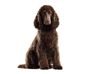 American Water Spaniel Sitting Upright with Dense Curly Coat, Front View, Isolated on Transparent Background