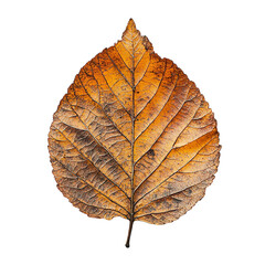 Top view close-up of withered alder leaf isolated on a white transparent background.