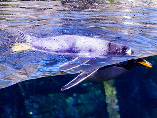 A beautiful penguin swims in a pool in the biopark