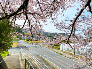 日本の風景 - 周防大島の桜