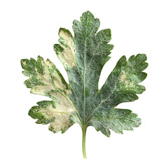Top view close-up of withered parsley leaf isolated on a white transparent background.