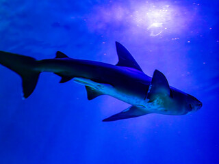 Large shark swims in clear transparent water against blue background and bright rays of the sun