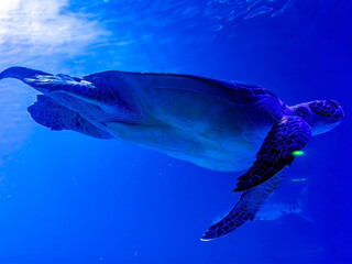A large beautiful turtle swims in clear transparent water against a blue background and bright rays...