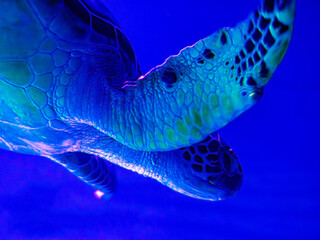 A huge turtle swims in clear transparent water on a blue background and bright rays of the sun...