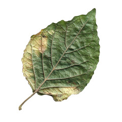 Top view close-up of withered zinnia leaf isolated on a white transparent background