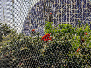 A beautiful red ibis with a long beak sits among green plants