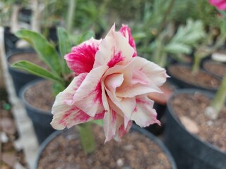 Exotic Adenium Obesum Flower with Soft Petals in Garden