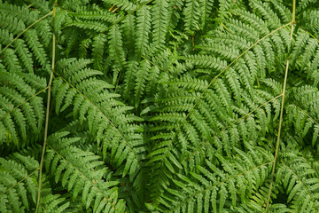 Fern leaves in forest close-up with detailed texture