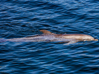 A large beautiful grey dolphin swims calmly in the blue water of a dolphinarium