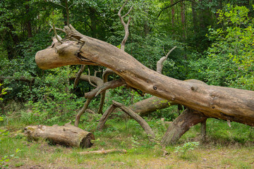 Barkless fallen tree in forest surrounded by vegetation