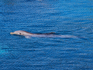 A large beautiful dolphin swims calmly in the clear blue water of the dolphinarium