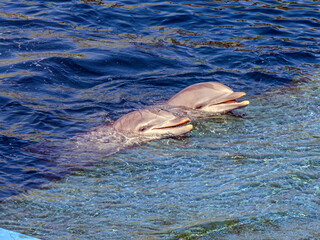 Two light-colored dolphins in a dolphinarium emerge from clear water onto a blue podium