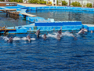 Many beautiful dolphins swim away from the blue podium in the dolphinarium with splashes and waves