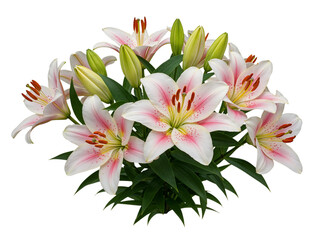 Beautiful bouquet of pink and white lilies with green buds and leaves isolated on black © Creative Design