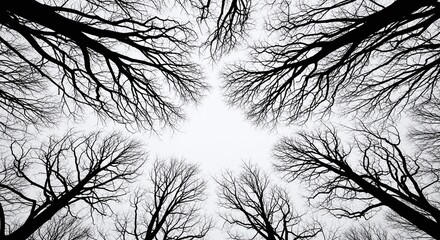 A striking overhead view of bare tree branches against a bright sky, creating a natural, abstract pattern