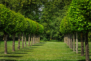 A row of uniformly trimmed trees lines a gravel pathway in a formal garden, casting shadows and...