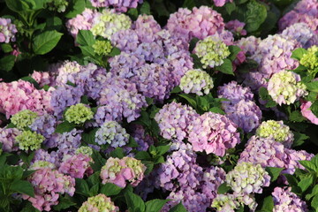 purple flowers