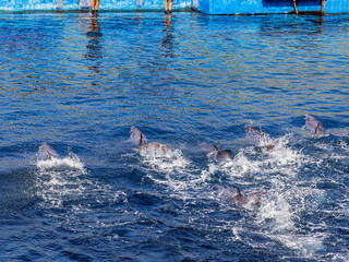 Many beautiful dolphins swim quickly underwater with splashes and waves of clear water of the...