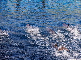 Five beautiful dolphins swim quickly underwater with splashes and waves of clear water of the...