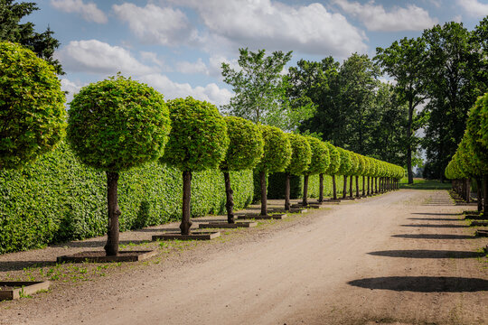A row of uniformly trimmed trees lines a gravel pathway in a formal garden, casting shadows and creating a visually pleasing symmetrical pattern. - Powered by Adobe