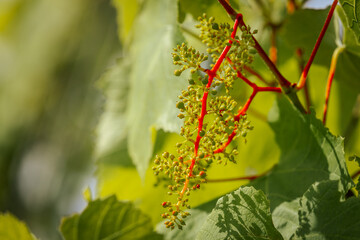 Close-up of a grapevine with young green grape clusters and vivid red stems surrounded by lush...