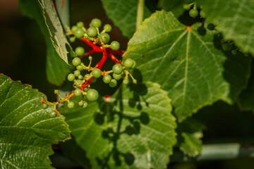 Close-up of a grapevine with young green grape clusters and vivid red stems surrounded by lush green leaves, captured in bright natural sunlight.